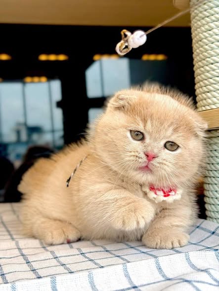 Munchkin Fold