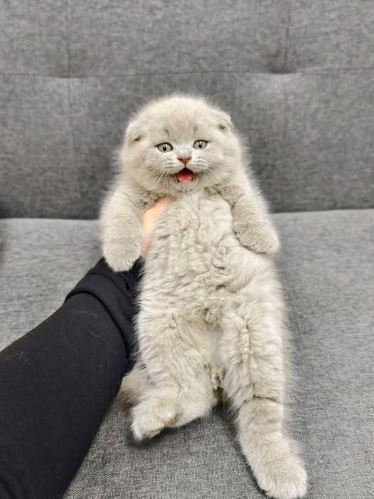 Scottish Fold