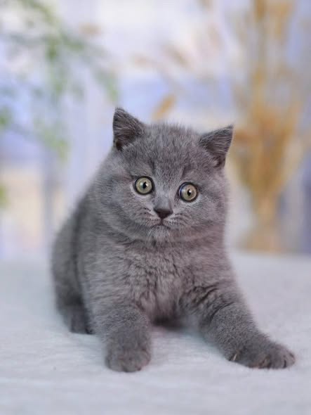 British Shorthair