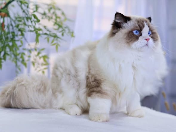 Ragdoll