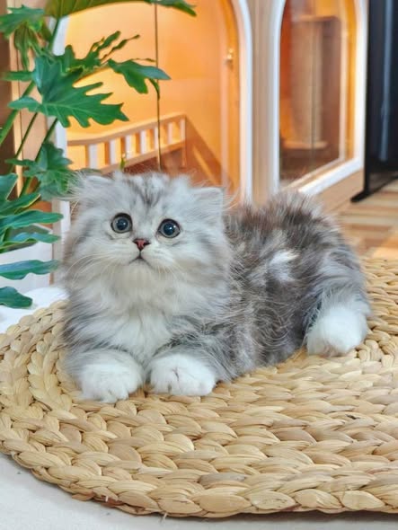 Munchkin Fold Longhair
