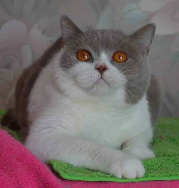 British Shorthair