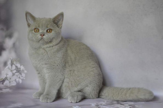 British Shorthair