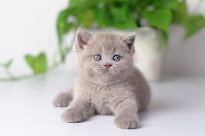 British Shorthair