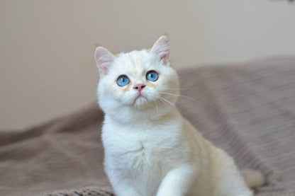 British Shorthair