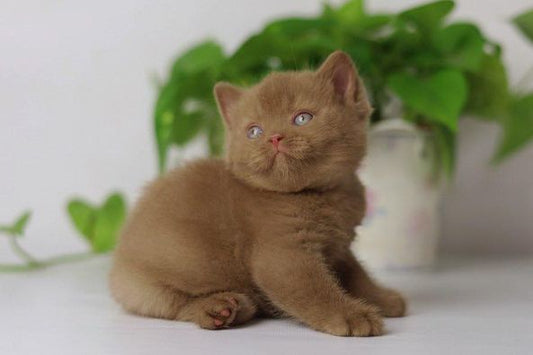 British Shorthair