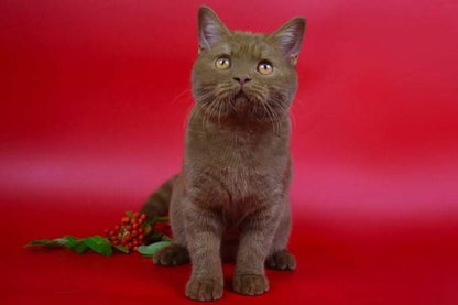 British Shorthair