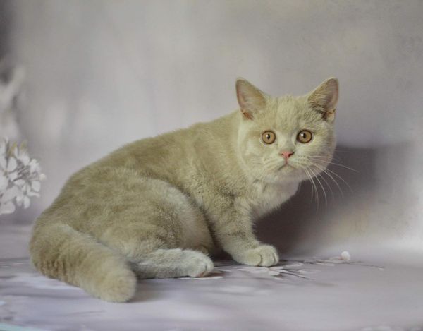 British Shorthair