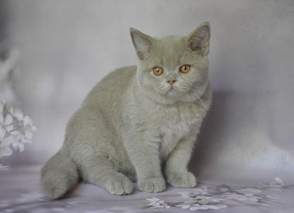 British Shorthair