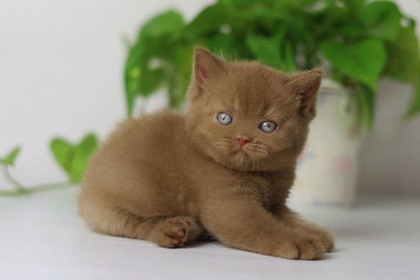 British Shorthair