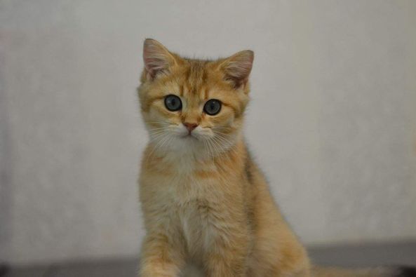 British Shorthair