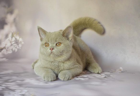 British Shorthair