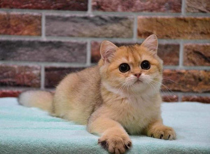 British Shorthair