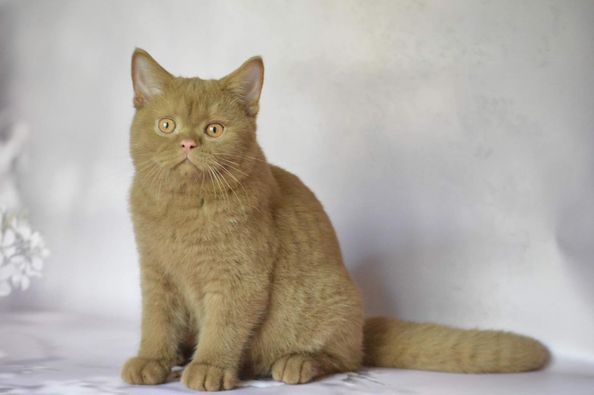 British Shorthair