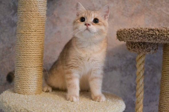 British Shorthair