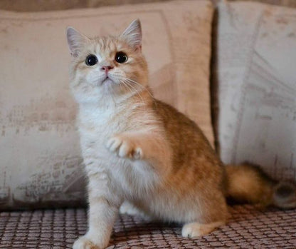 British Shorthair