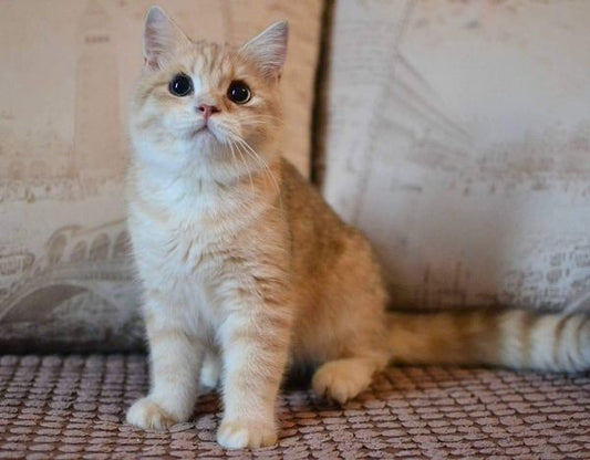 British Shorthair