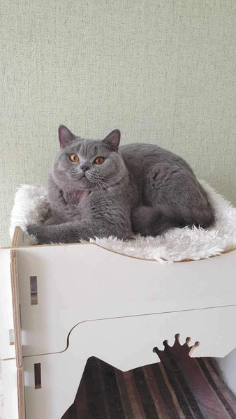 British Shorthair