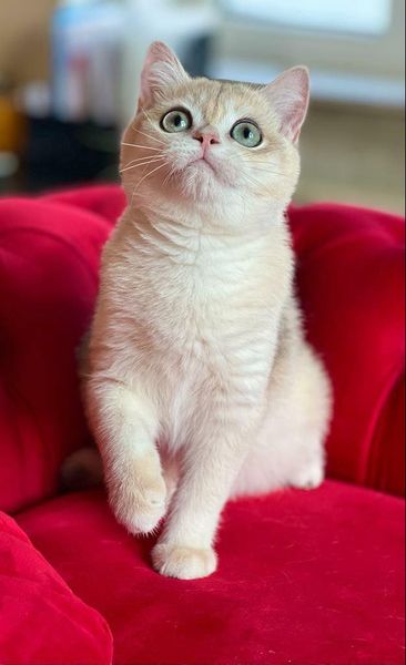 British Shorthair