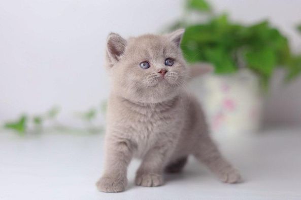 British Shorthair