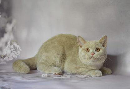 British Shorthair