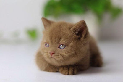 British Shorthair