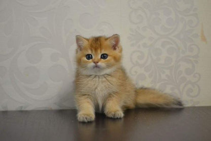 British Shorthair