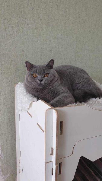 British Shorthair