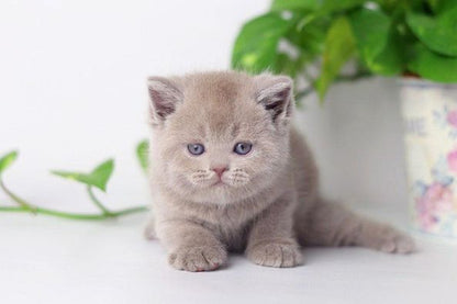 British Shorthair