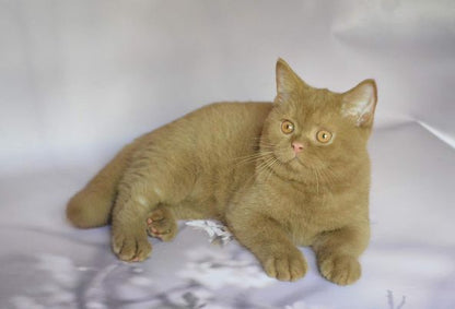 British Shorthair