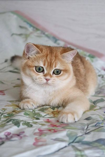 British Shorthair