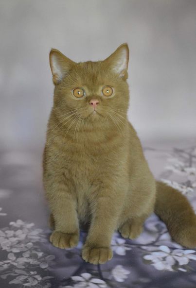 British Shorthair