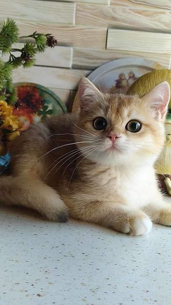 British Shorthair