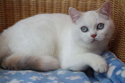 British Shorthair