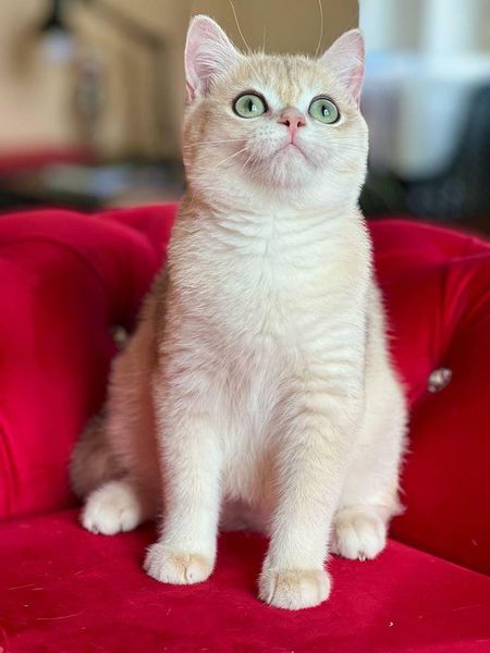 British Shorthair