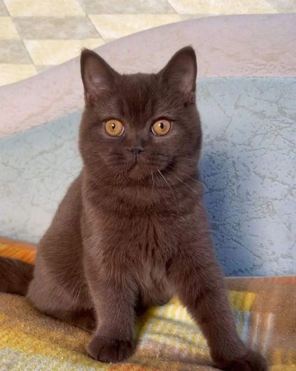 British Shorthair