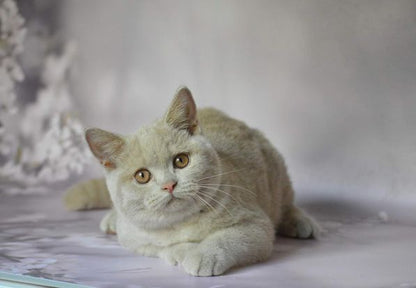 British Shorthair