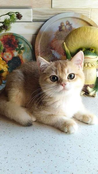 British Shorthair