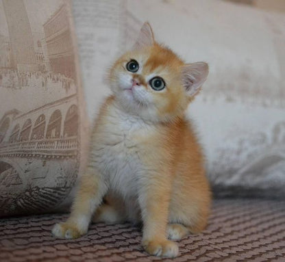 British Shorthair