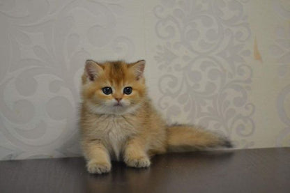 British Shorthair