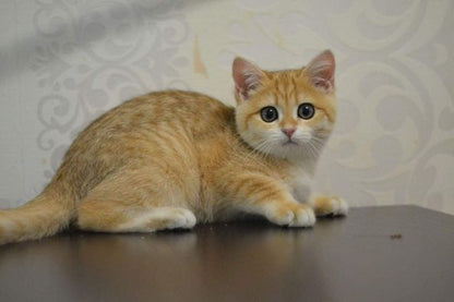 British Shorthair