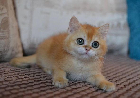 British Shorthair