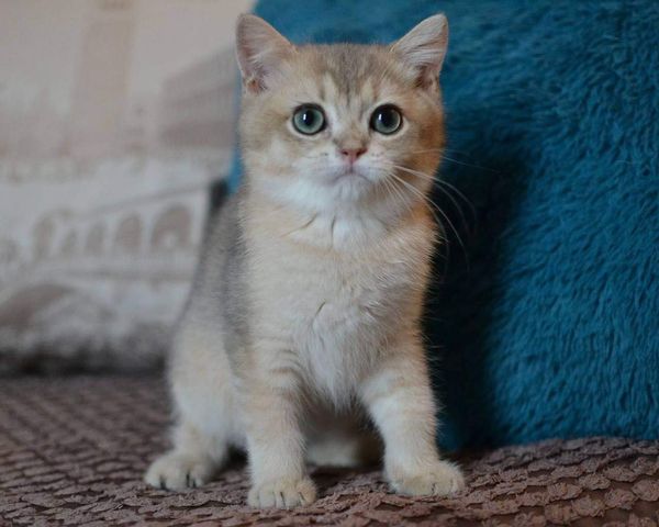 British Shorthair