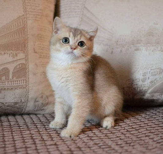 British Shorthair