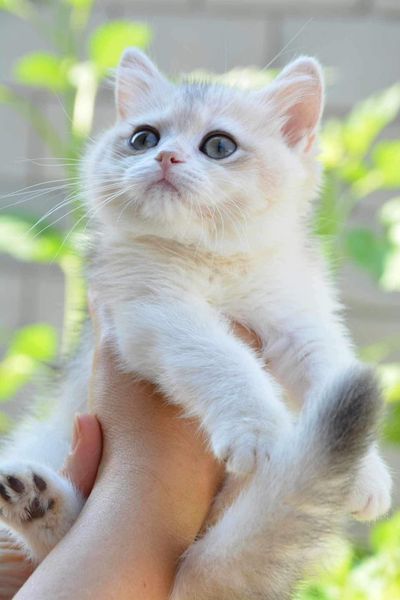 British Shorthair