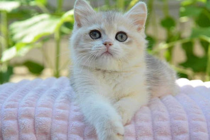 British Shorthair