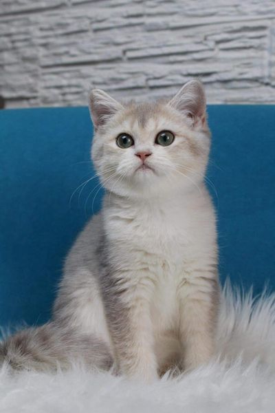 British Shorthair