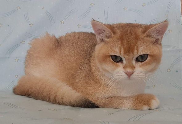 British Shorthair