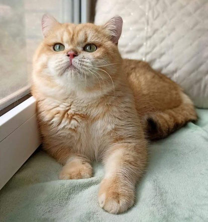 British Shorthair