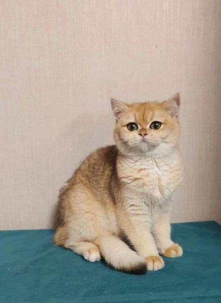 British Shorthair